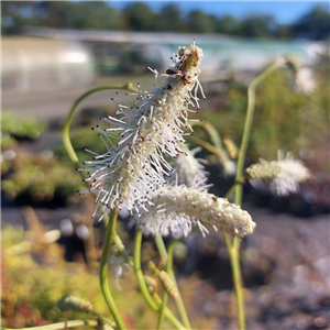 Sanguisorba Tenuifolia Var Alba 'Korean Snow'